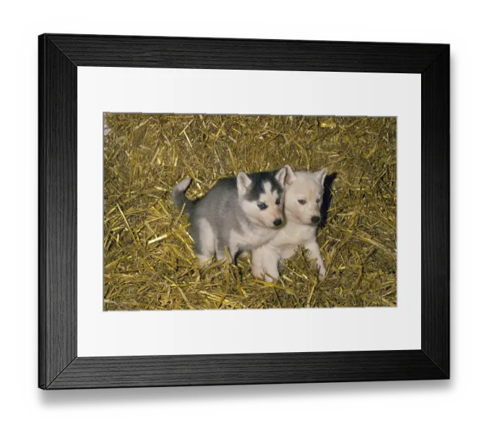Framed Print : Siberian Husky, Pup laying on Straw