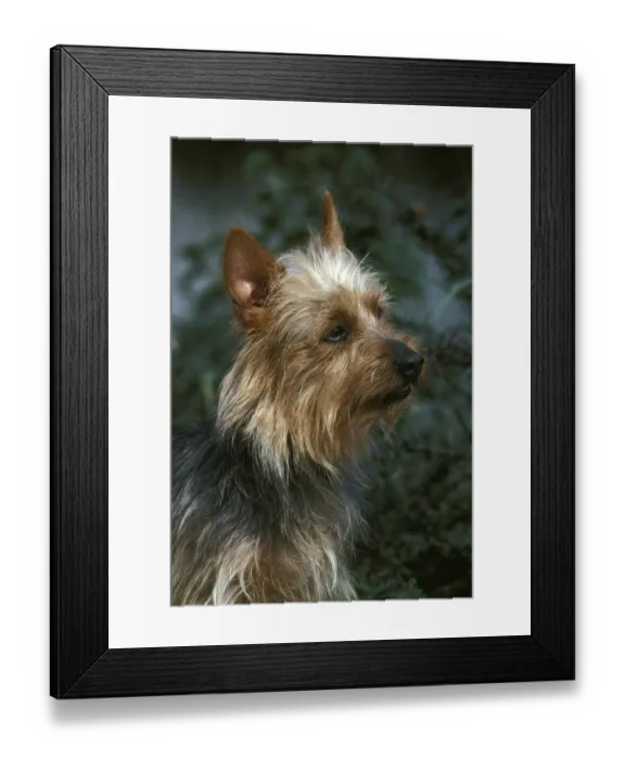 Framed Print : Australian Terrier, Portrait of Dog