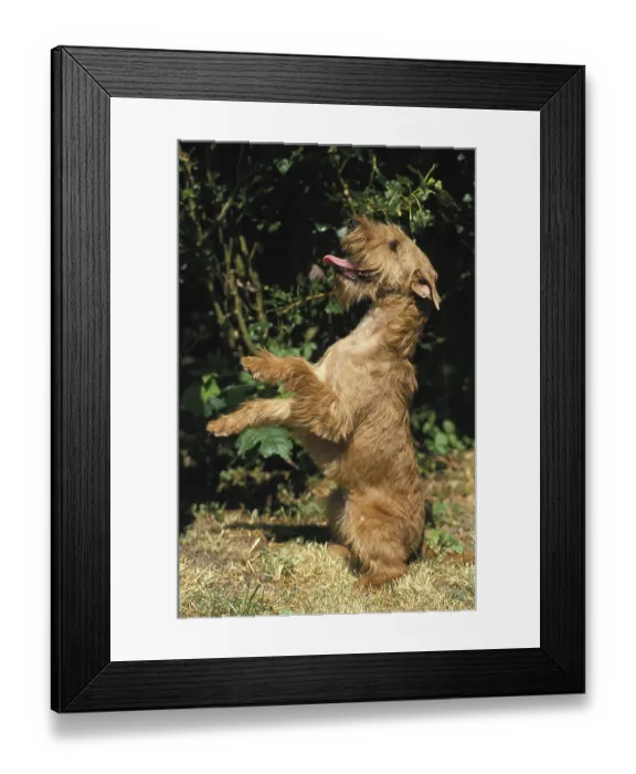 Framed Print : Irish Terrier, Dog Sitting upright and beg