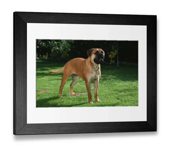 Framed Print : Bullmastiff