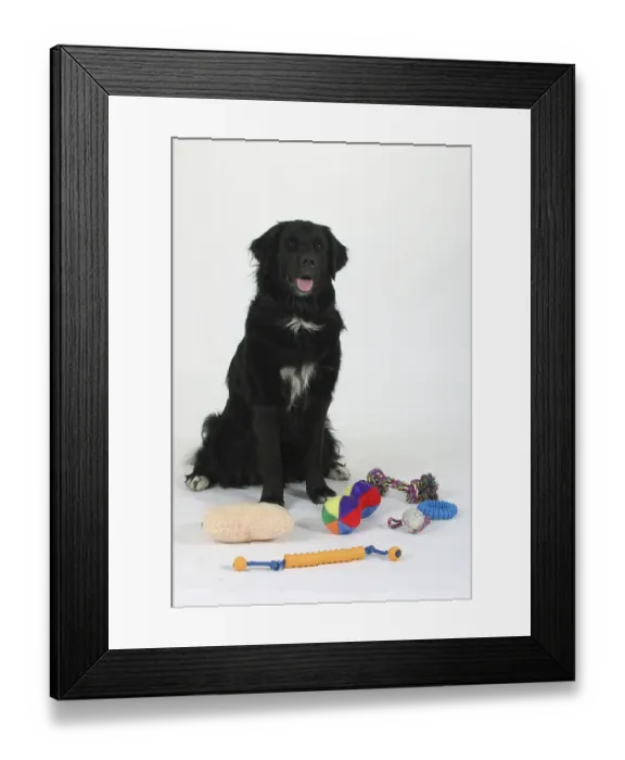 Framed Print : Mixed breed dog with different types of toys