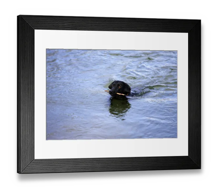 Framed Print : Interracial dog Framed Print : Interracial dog