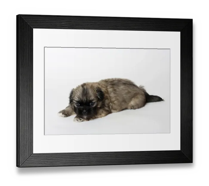Framed Print : Tibetan Spaniel, puppy, 4 weeks