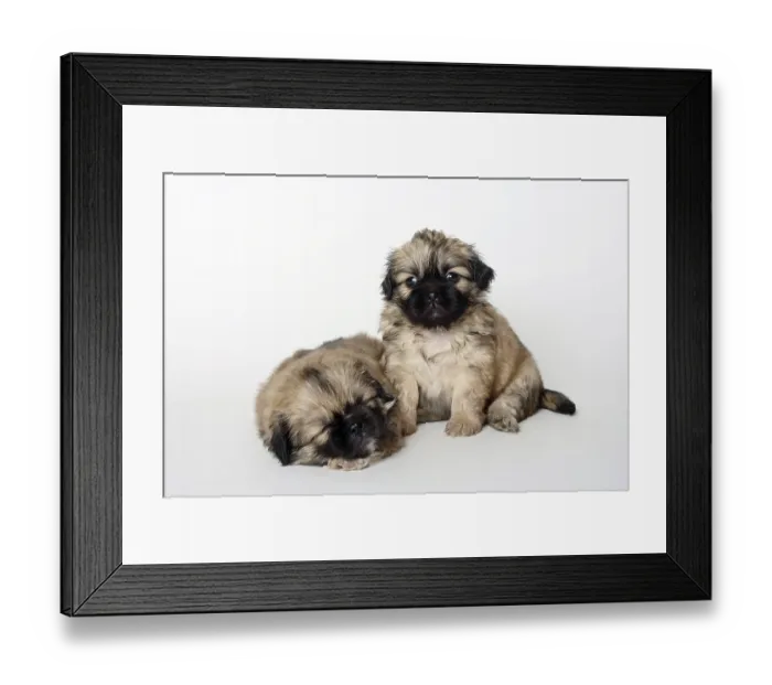 Framed Print : Tibetan Spaniel, puppies, 5 weeks Framed Print : Tibetan Spaniel, puppies, 5 weeks