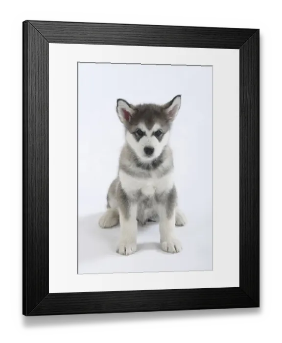 Framed Print : Alaskan Malamute, puppy, 8 weeks