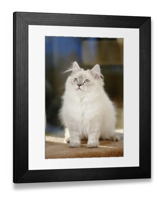Framed Print : British longhair cat, 5 months