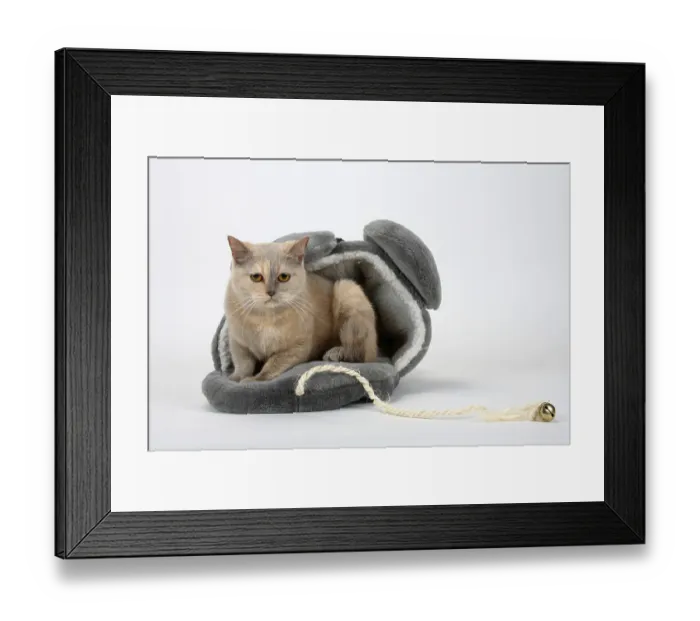 Framed Print : British shorthair cat, lilac-tortie Framed Print : British shorthair cat, lilac-tortie