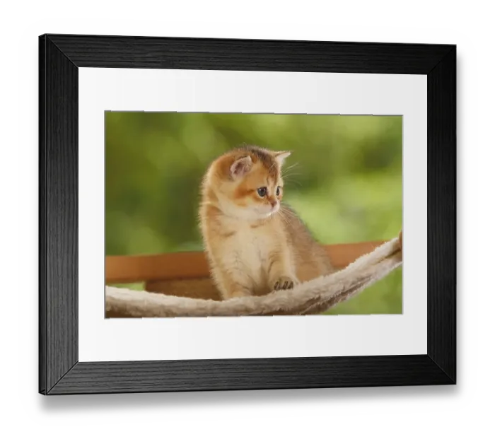 Framed Print : British shorthair cat, kitten, golden-ticked-tabby