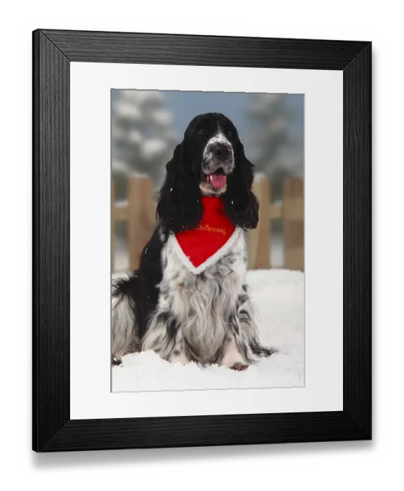 Framed Print : English Cocker Spaniel, black and white