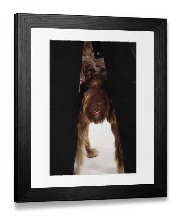 Framed Print : Mixed breed dog looks through between human legs Framed Print : Mixed breed dog looks through between human legs