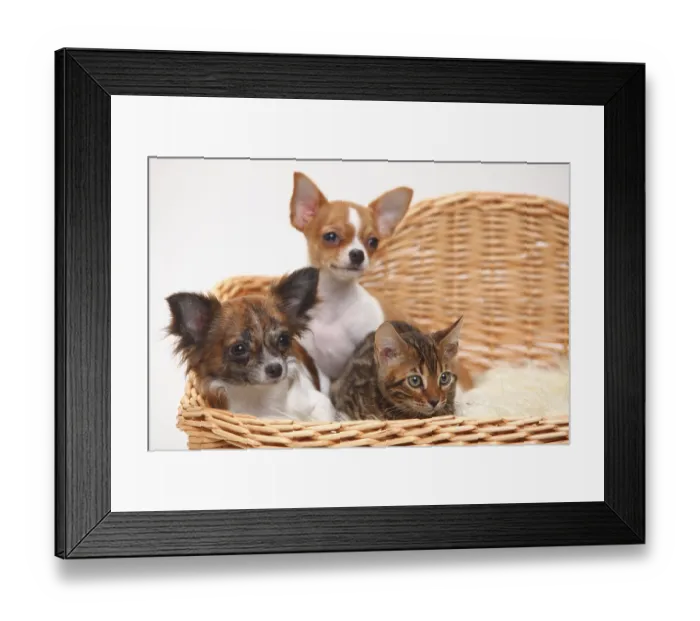 Framed Print : Chihuahua and puppy, 3 1 / 2 months