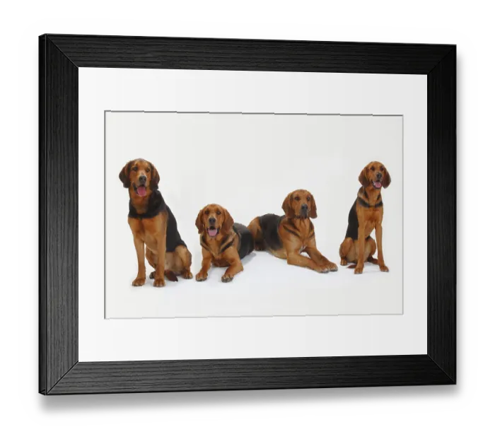 Framed Print : Ogar Polskis, Polish Bracke Framed Print : Ogar Polskis, Polish Bracke