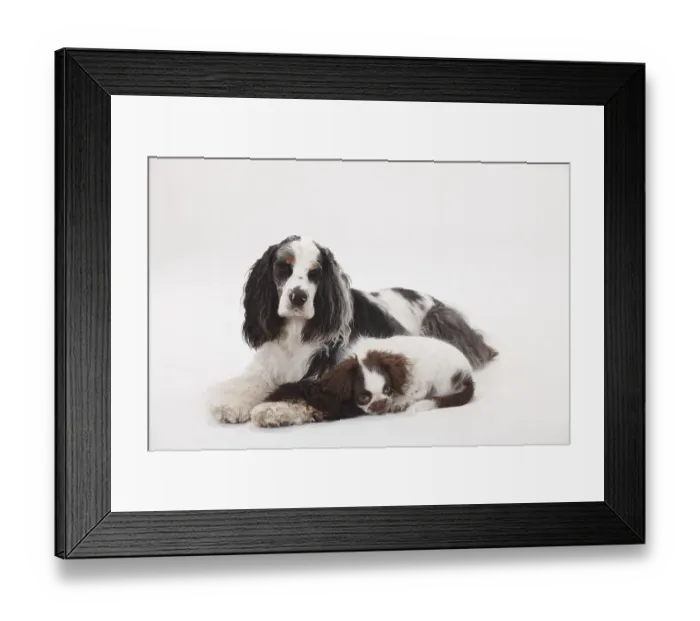 Framed Print : American Cocker Spaniel and mixed breed dog