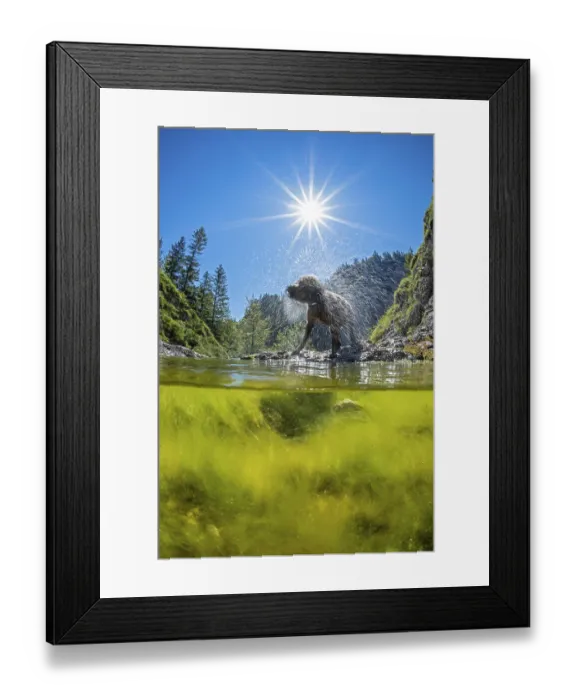 Framed Print : Lagotto Romagnolo outdoor, bitch