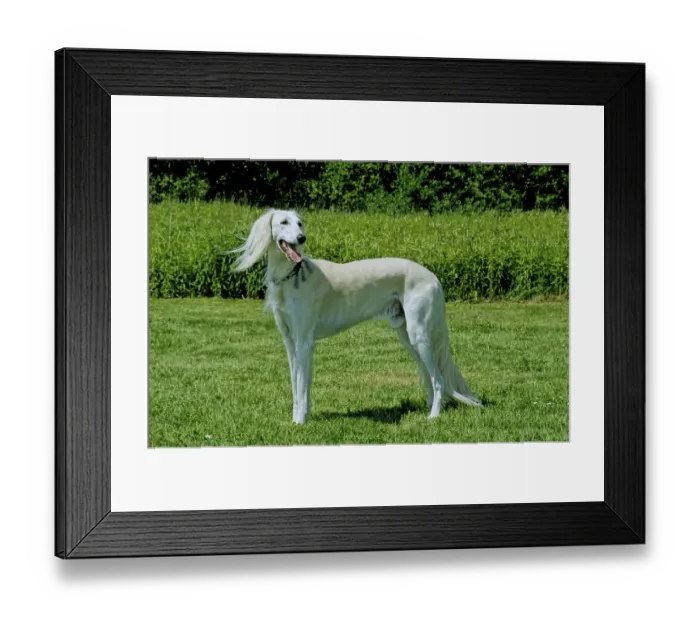 Framed Print : Saluki, Persian greyhound 10 years old