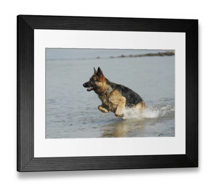 Framed Print : German shepherd dog jumps through the water