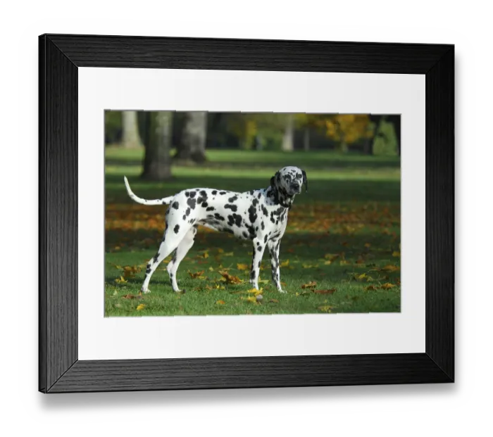 Framed Print : Dalmatian standing in a meadow with autumnal leaves
