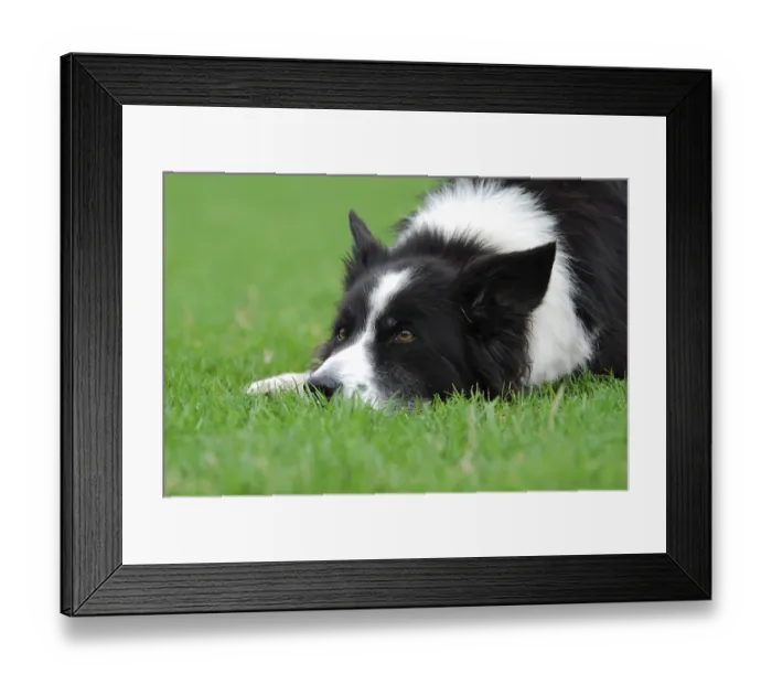 Framed Print : Border collie, bitch, lying in a meadow