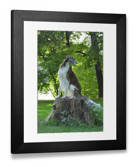 Framed Print : Borzoi, Russian Greyhound (canis lupus familiaris)