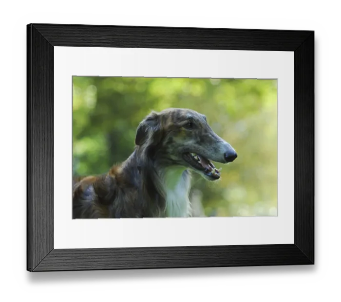 Framed Print : Borzoi, Russian Greyhound (canis lupus familiaris)