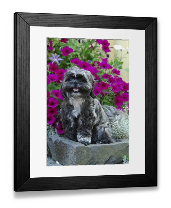 Framed Print : Shih-Tzu, sitting on a stone in front of petunias Framed Print : Shih-Tzu, sitting on a stone in front of petunias