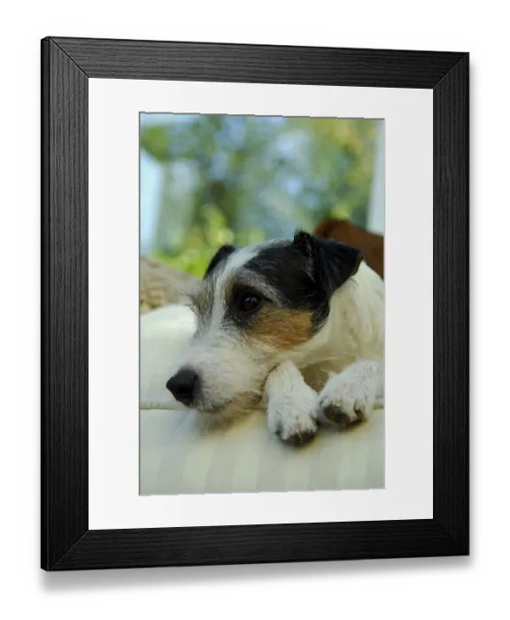 Framed Print : Jack Russell Terrier, tricolour Framed Print : Jack Russell Terrier, tricolour