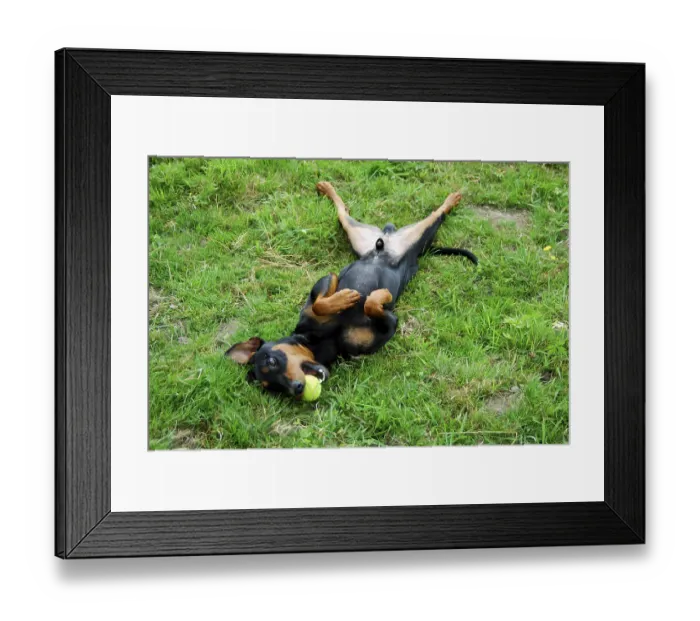 Framed Print : German Pinscher, smooth-coated Framed Print : German Pinscher, smooth-coated