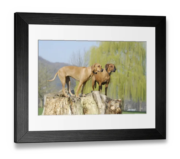 Framed Print : Two Rhodesian Ridgeback, females