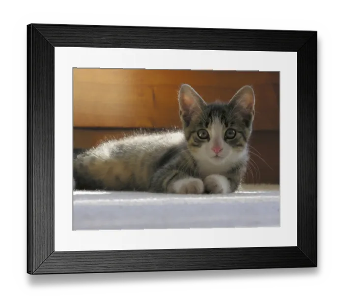 Framed Print : Young house kitten
