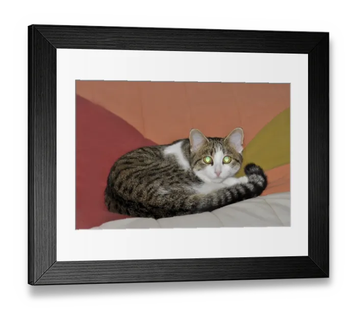 Framed Print : Young domestic cat, open large pupils
