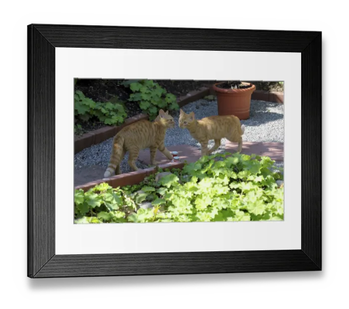 Framed Print : Red young felidae in the garden Framed Print : Red young felidae in the garden