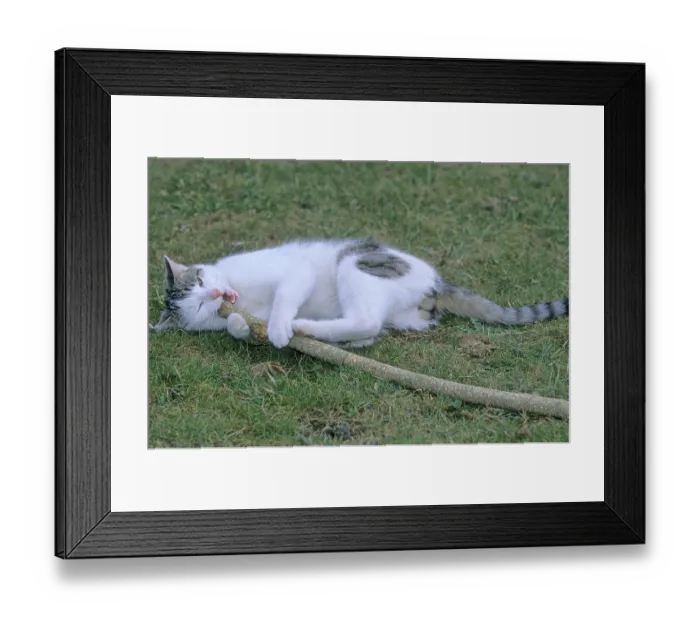 Framed Print : Domestic cat lying in the grass, biting at a stick