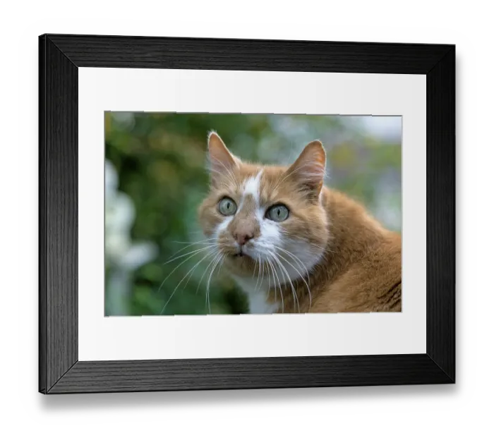 Framed Print : Domestic cat, male cat