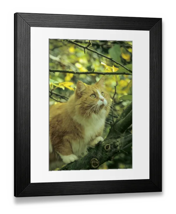 Framed Print : Domestic cat, male cat