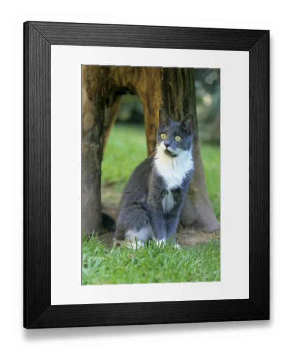 Framed Print : Domestic cat Framed Print : Domestic cat