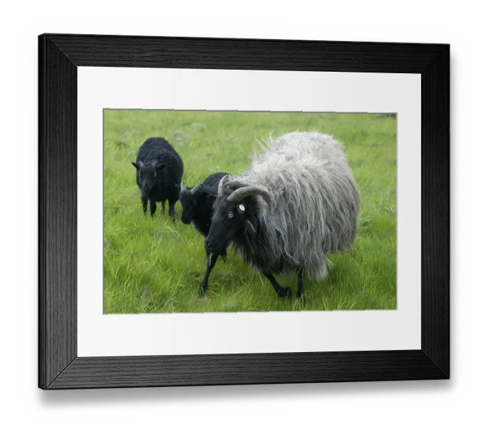 Framed Print : HEIDSCHNUCKE Framed Print : HEIDSCHNUCKE
