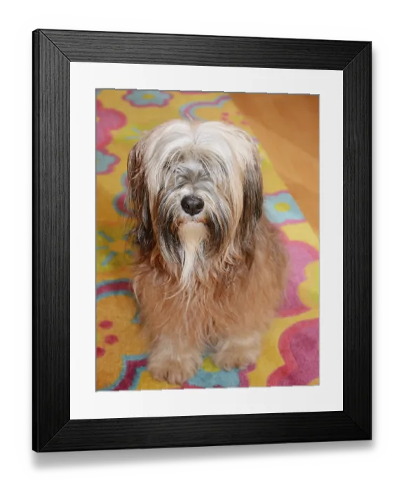 Framed Print : Long-haired brown tibetan terrier dog