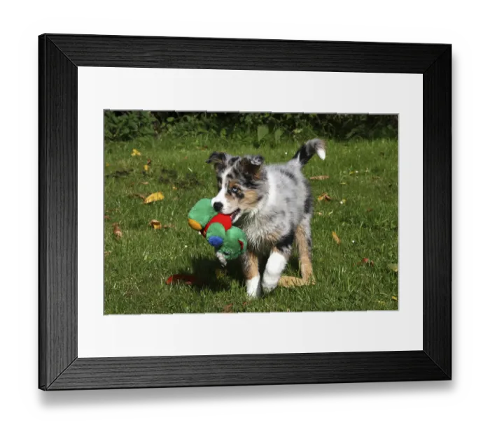 Framed Print : Australian Shepherd puppy Framed Print : Australian Shepherd puppy