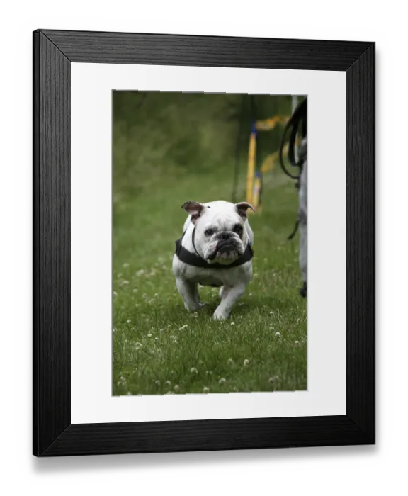 Framed Print : English Bulldog Framed Print : English Bulldog