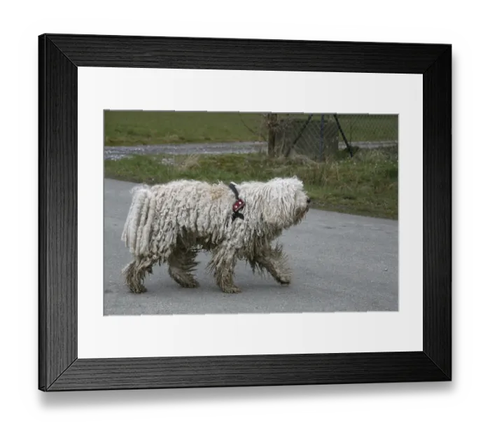 Framed Print : Puli