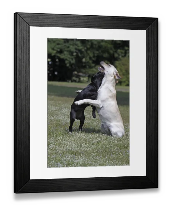 Framed Print : Playing Labrador Retrievers, including a black puppy Framed Print : Playing Labrador Retrievers, including a black puppy