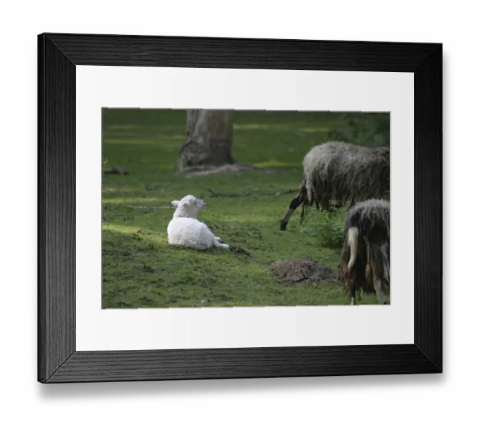 Framed Print : White lamb Framed Print : White lamb