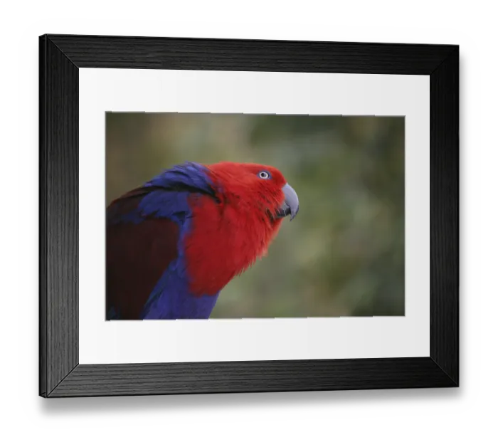 Framed Print : Eclectus roratus (female), the male is completely different in colour (green with red flanks and yellow upper bill)