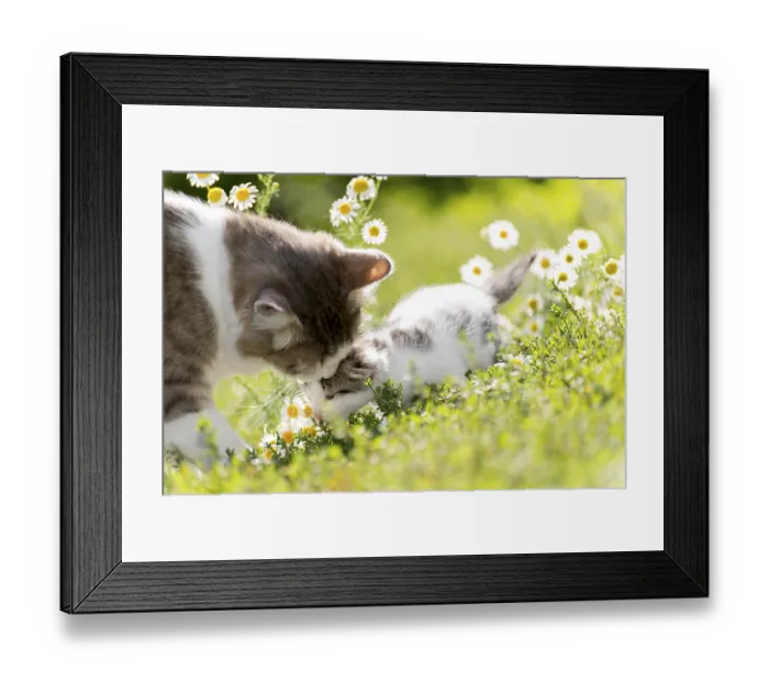 Framed Print : The cat is playing with a kitten on the green grass Framed Print : The cat is playing with a kitten on the green grass