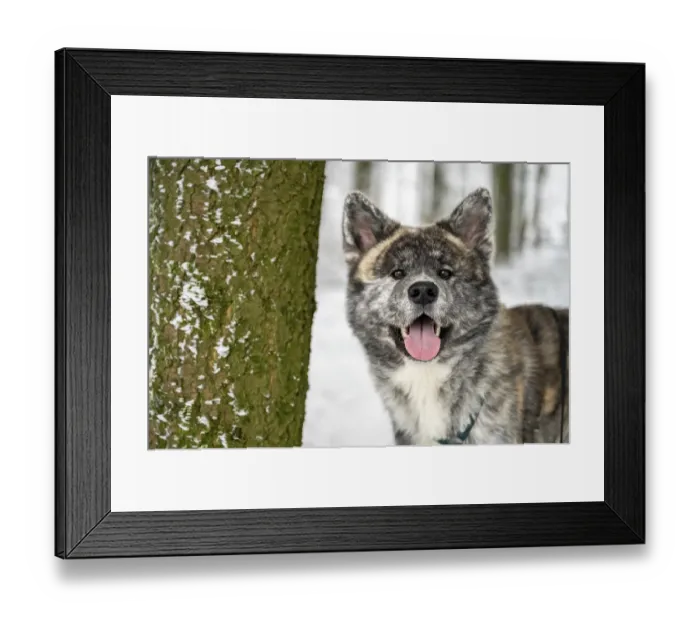 Framed Print : Close-up beautiful Akita Inu dog with gray fur in the snow Framed Print : Close-up beautiful Akita Inu dog with gray fur in the snow