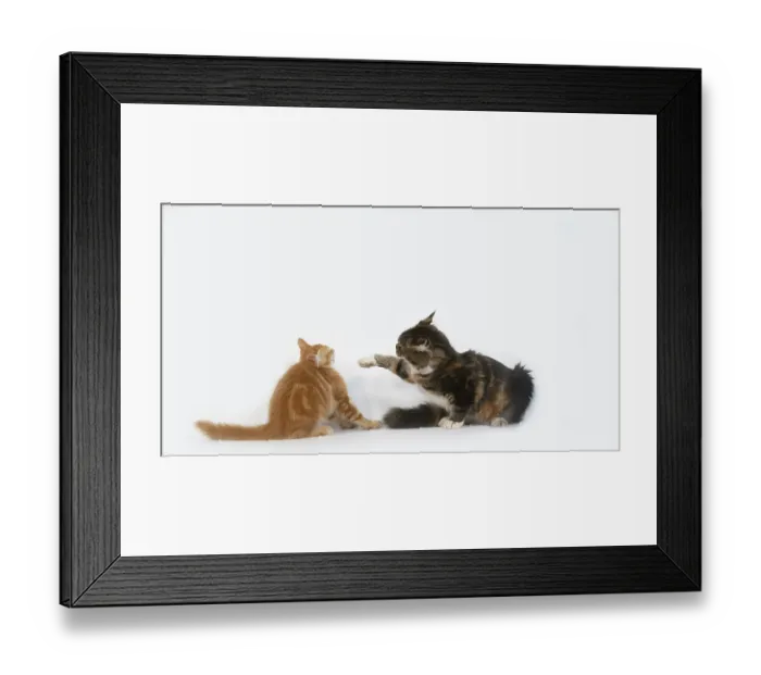 Framed Print : Cream Blotched Tabby and Blue Blotched Tabby Maine Coon