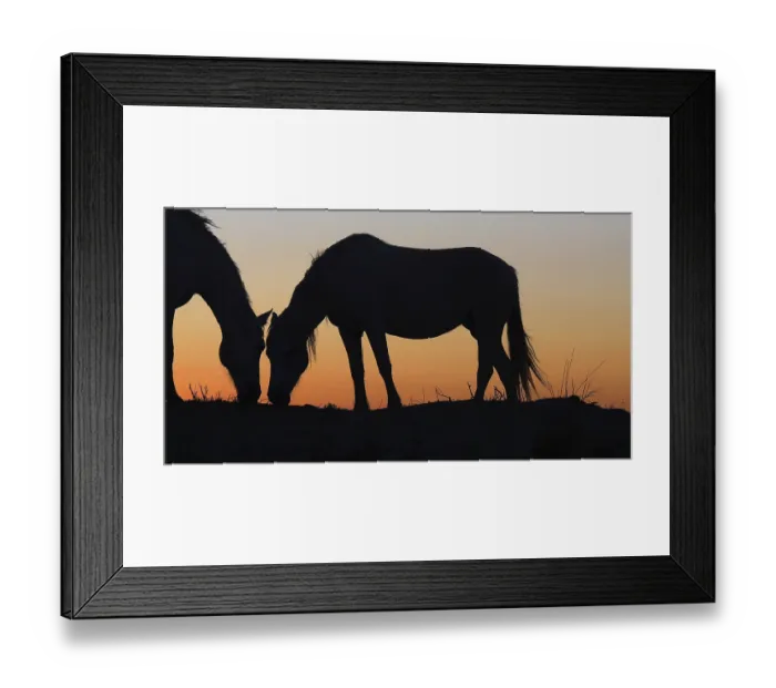 Framed Print : Camargue or Camarguais Horse in the Dunes at Sunrise Framed Print : Camargue or Camarguais Horse in the Dunes at Sunrise