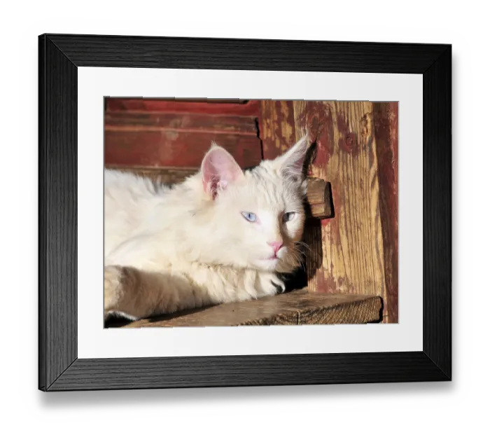 Framed Print : Cat, china