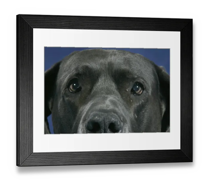Framed Print : Great Dane, 10 years old, eyes, old dog