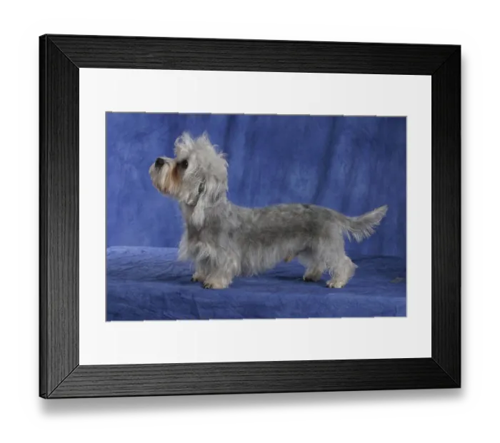 Framed Print : Dandie Dinmont Terrier, Side Framed Print : Dandie Dinmont Terrier, Side